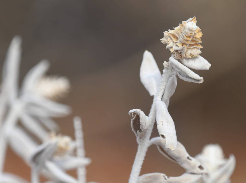 Newcastelia spodiotricha, Newhaven Wildlife Sanctuary NT © Dorothy Latimer