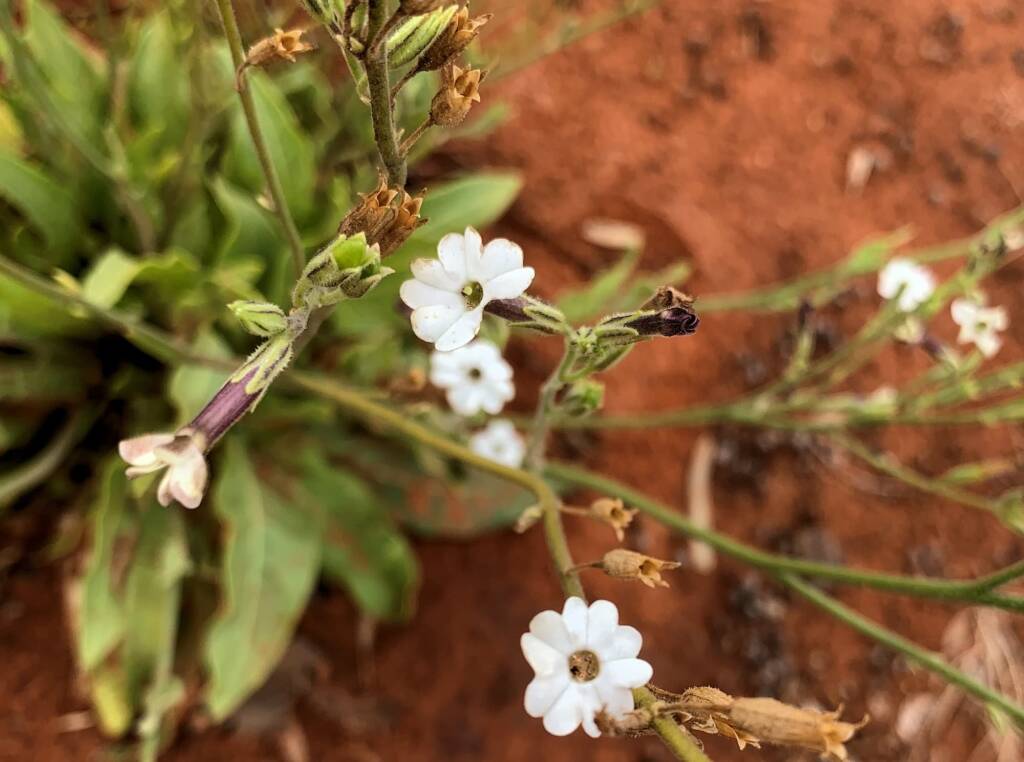 Native Tobacco (Nicotiana megalosiphon subspecies sessilifolia), Alice Springs Desert Park NT