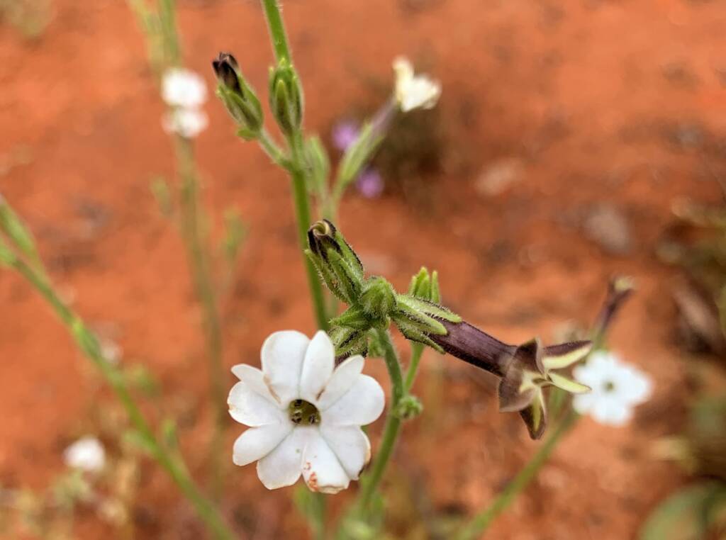 Native Tobacco (Nicotiana megalosiphon subspecies sessilifolia), Alice Springs Desert Park NT