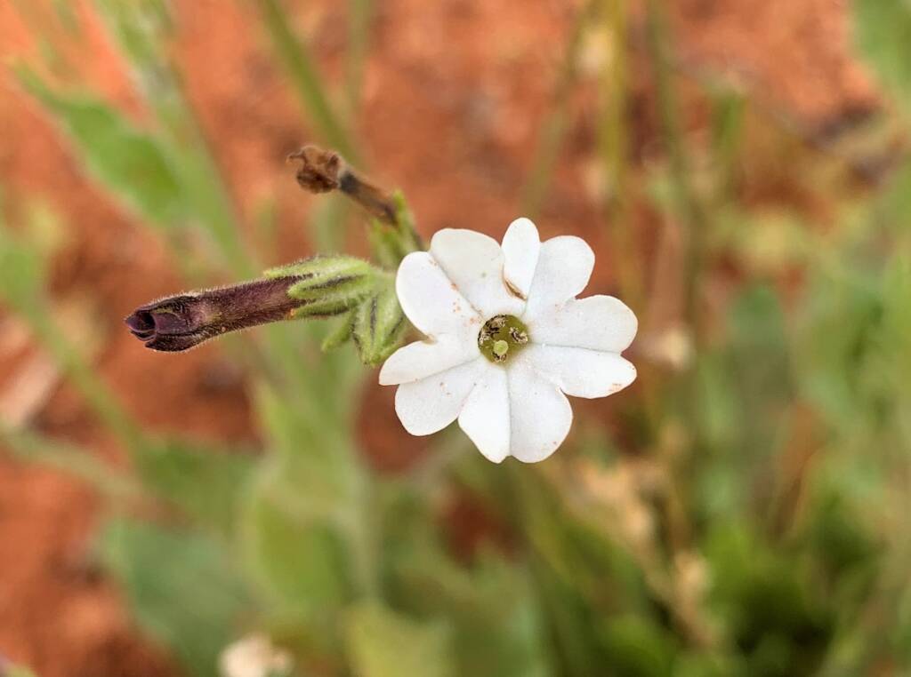 Native Tobacco (Nicotiana megalosiphon subspecies sessilifolia), Alice Springs Desert Park NTq