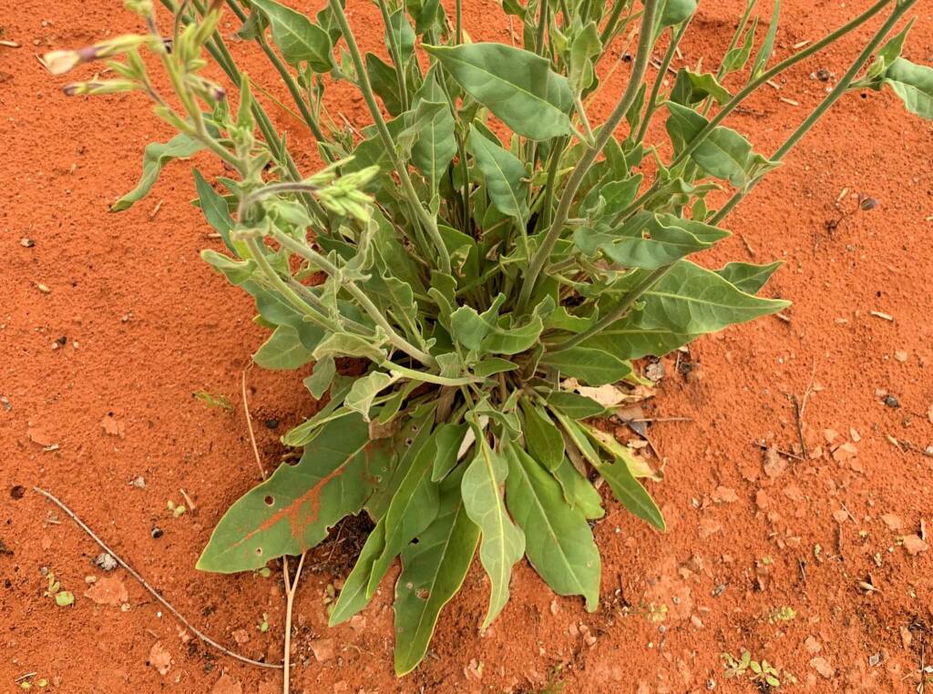 Native Tobacco (Nicotiana megalosiphon subspecies sessilifolia), Alice Springs Desert Park NT