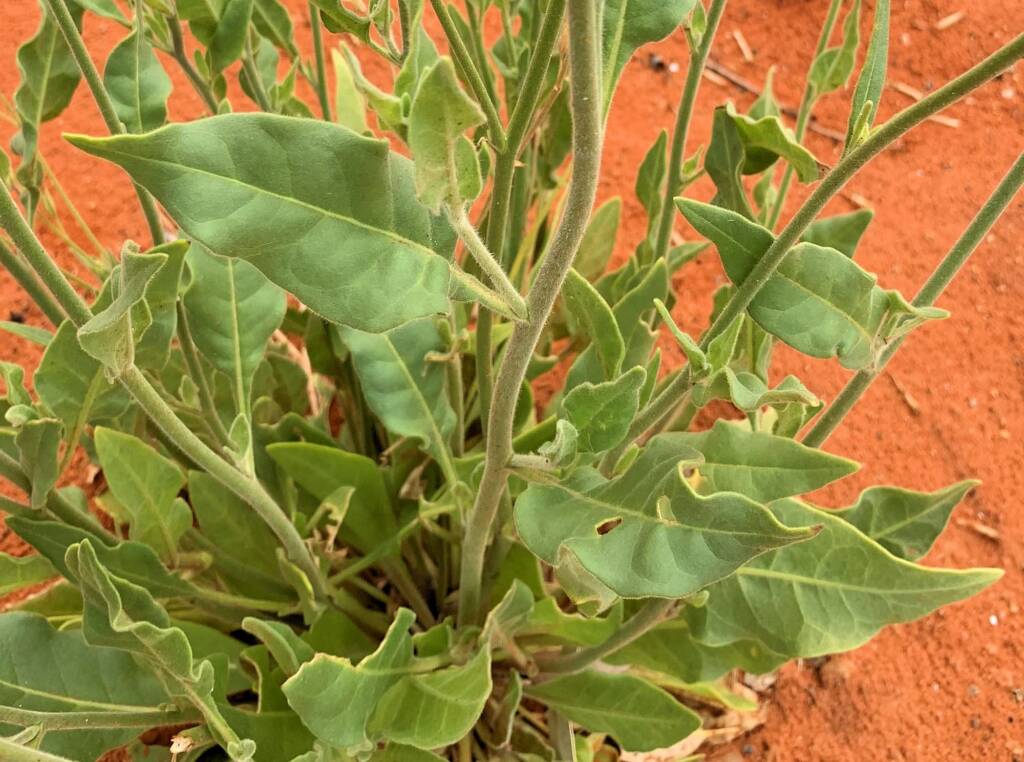 Native Tobacco (Nicotiana megalosiphon subspecies sessilifolia), Alice Springs Desert Park NT