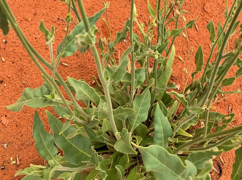 Native Tobacco (Nicotiana megalosiphon subspecies sessilifolia), Alice Springs Desert Park NT
