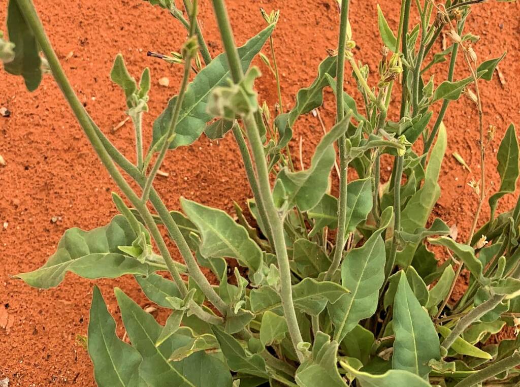Native Tobacco (Nicotiana megalosiphon subspecies sessilifolia), Alice Springs Desert Park NT