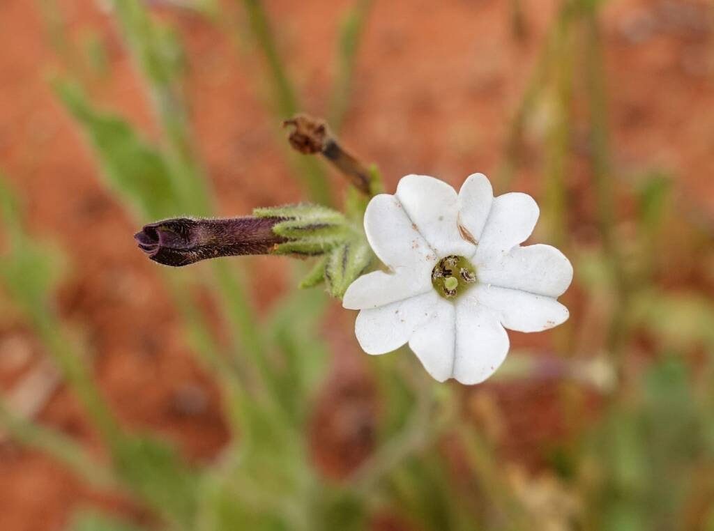 Native Tobacco (Nicotiana megalosiphon subspecies sessilifolia), Alice Springs Desert Park NT