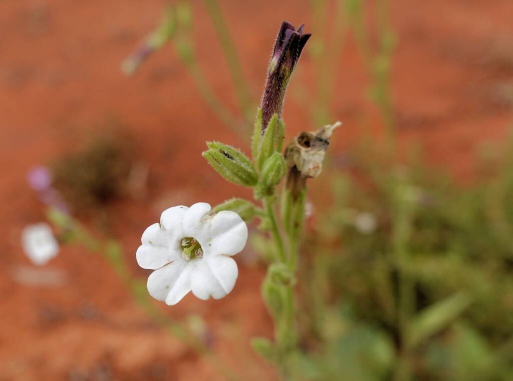 Native Tobacco (Nicotiana megalosiphon subspecies sessilifolia), Alice Springs Desert Park NT
