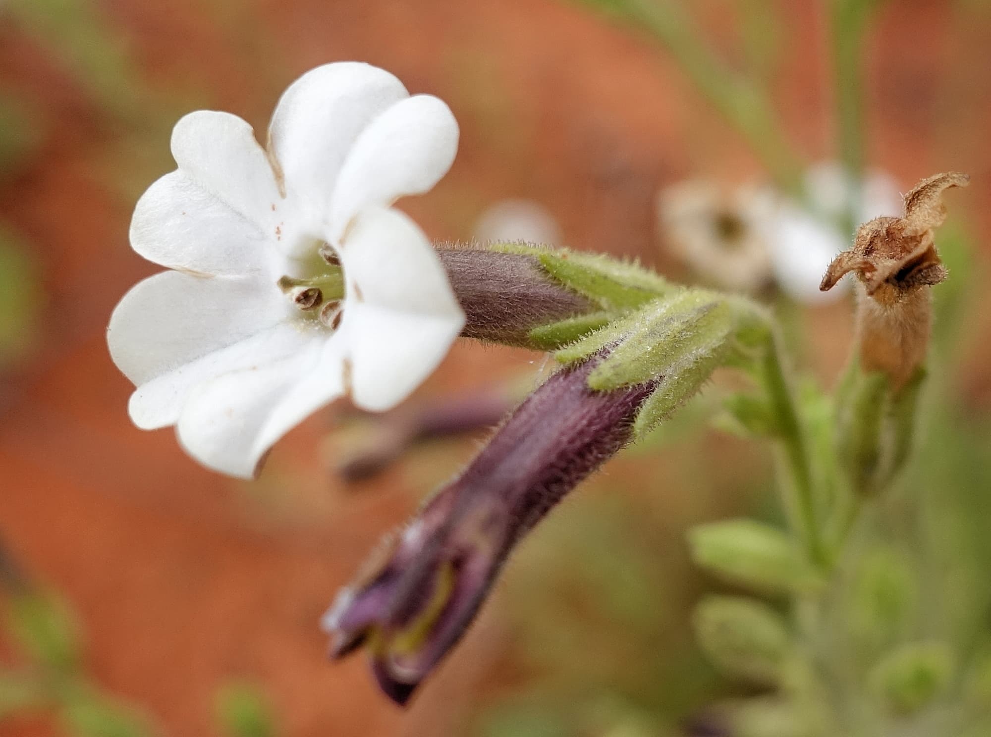 Native Tobacco (Nicotiana megalosiphon subspecies sessilifolia), Alice Springs Desert Park NT