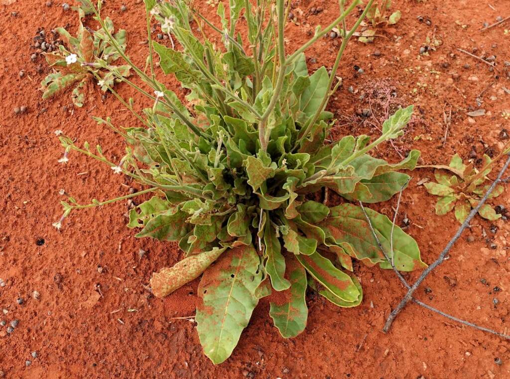 Native Tobacco (Nicotiana megalosiphon subspecies sessilifolia), Alice Springs Desert Park NT