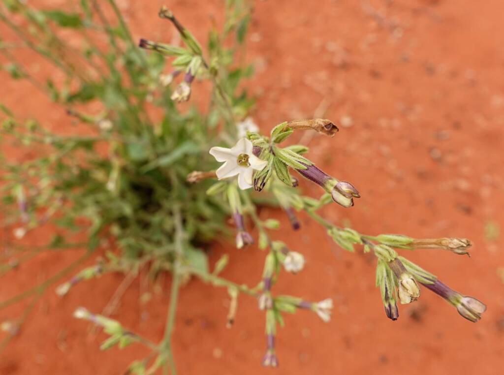 Native Tobacco (Nicotiana megalosiphon subspecies sessilifolia), Alice Springs Desert Park NT