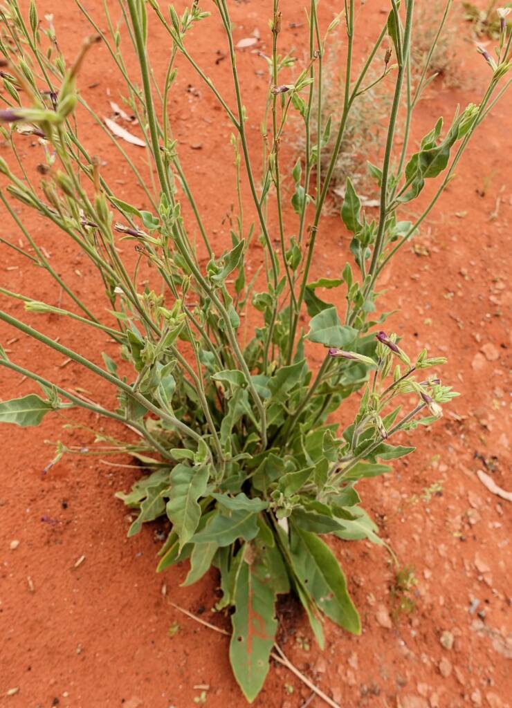 Native Tobacco (Nicotiana megalosiphon subspecies sessilifolia), Alice Springs Desert Park NT