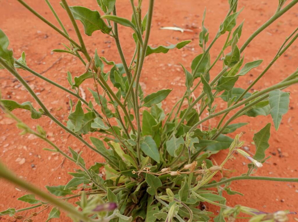 Native Tobacco (Nicotiana megalosiphon subspecies sessilifolia), Alice Springs Desert Park NT