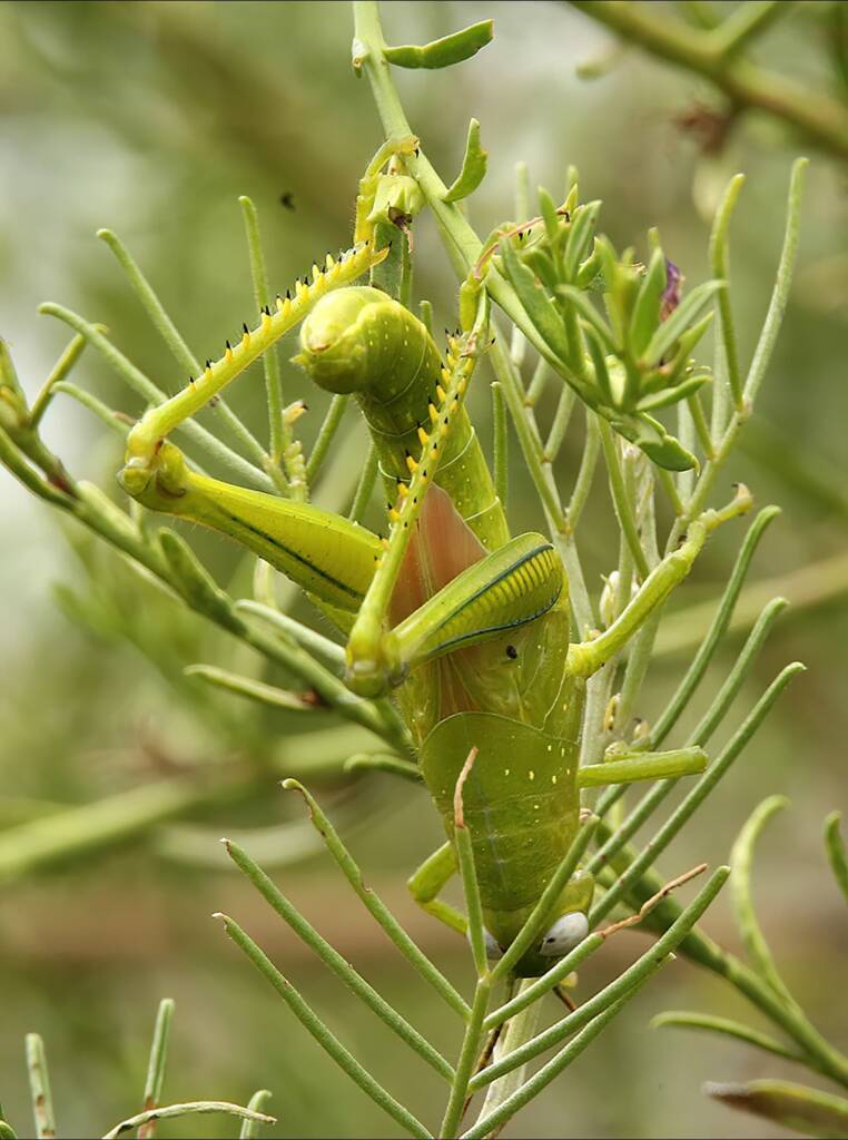 Giant Grasshopper nymph (Valanga irregularis) on Caper Bush (Capparis spinosa var. nummularia), Alice Springs, NT