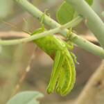 Giant Grasshopper nymph (Valanga irregularis) on Caper Bush (Capparis spinosa var. nummularia), Alice Springs, NT