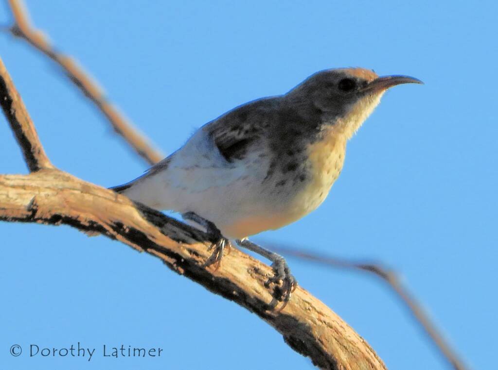Female Pied Honeyeater (Certhionyx variegatus), Central Australia NT © Dorothy Latimer
