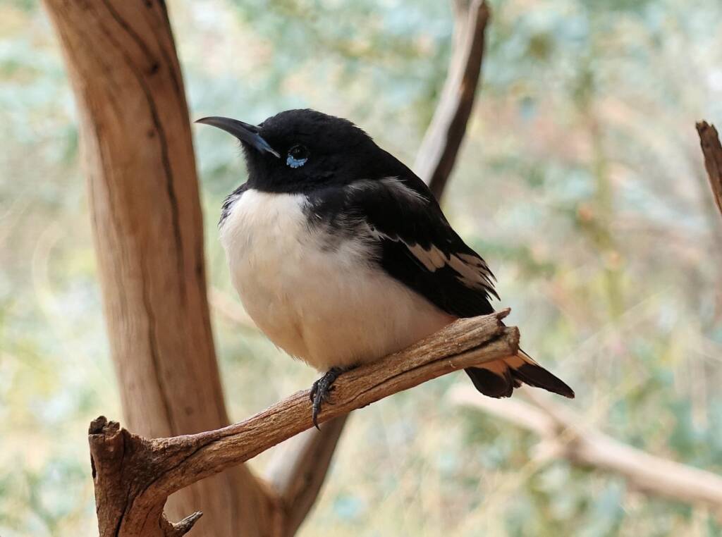 Pied Honeyeater (Certhionyx variegatus), Alice Springs Desert Park, NT