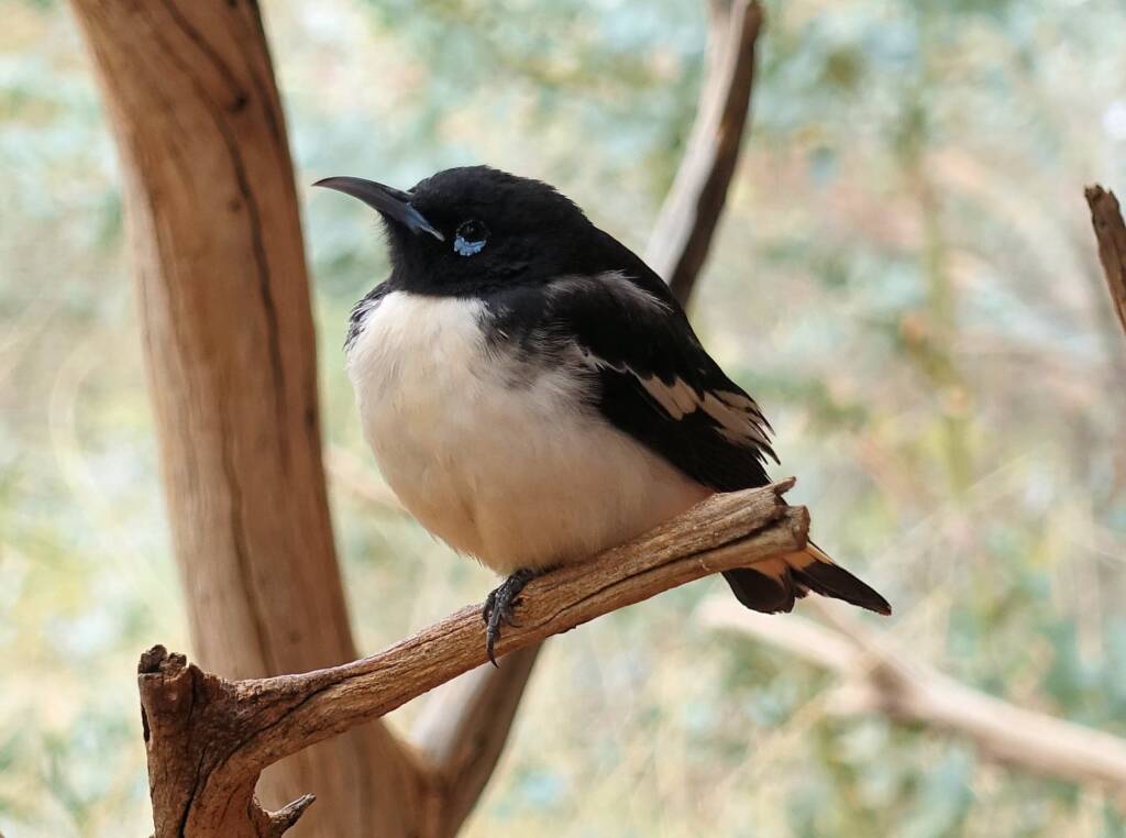 Pied Honeyeater (Certhionyx variegatus), Alice Springs Desert Park, NT