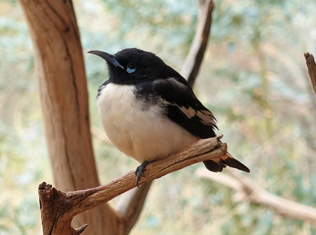 Pied Honeyeater (Certhionyx variegatus), Alice Springs Desert Park, NT