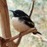 Pied Honeyeater (Certhionyx variegatus), Alice Springs Desert Park, NT