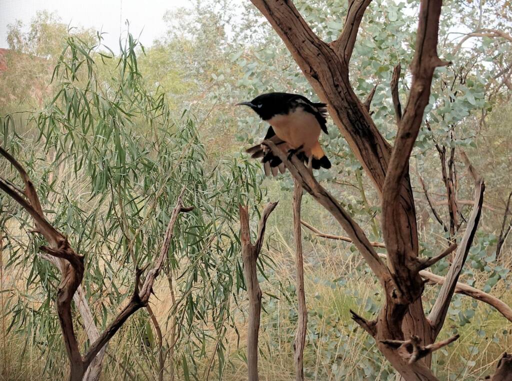 Pied Honeyeater (Certhionyx variegatus), Alice Springs Desert Park, NT