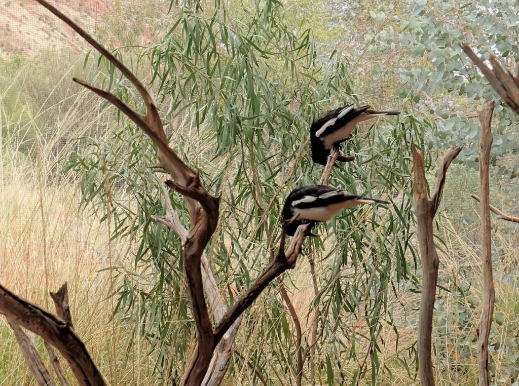 Pied Honeyeater (Certhionyx variegatus), Alice Springs Desert Park, NT