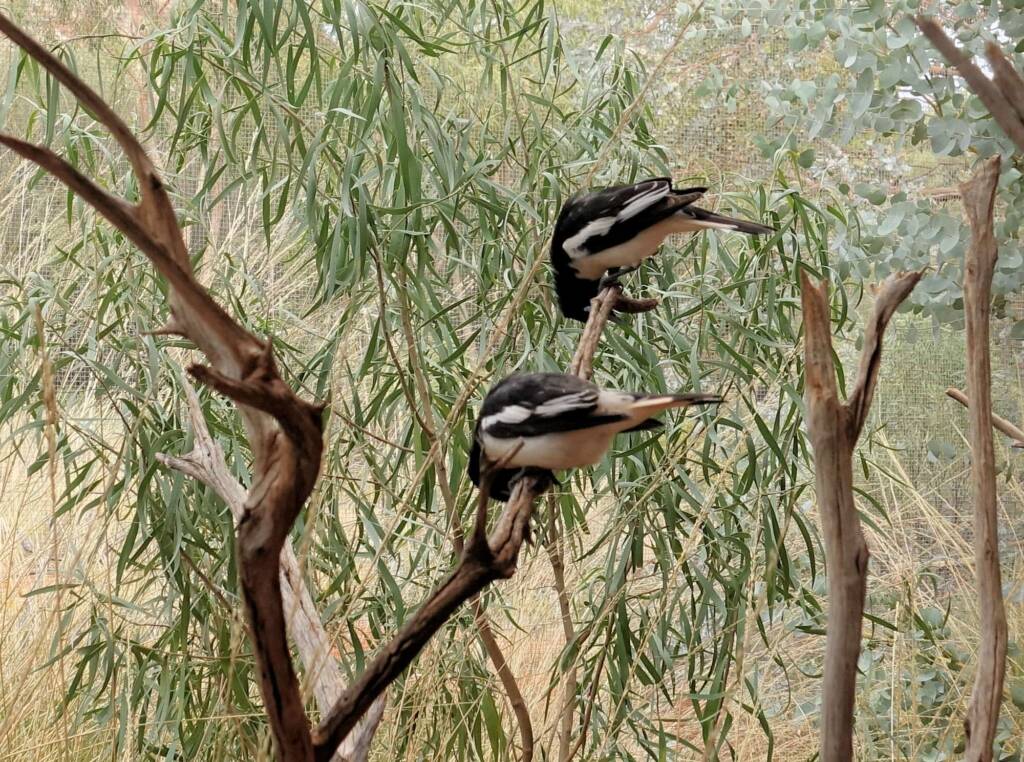 Pied Honeyeater (Certhionyx variegatus), Alice Springs Desert Park, NT