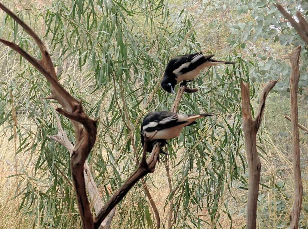 Pied Honeyeater (Certhionyx variegatus), Alice Springs Desert Park, NT