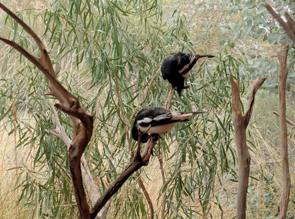 Pied Honeyeater (Certhionyx variegatus), Alice Springs Desert Park, NT
