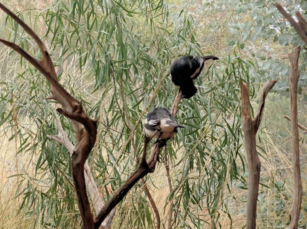 Pied Honeyeater (Certhionyx variegatus), Alice Springs Desert Park, NT