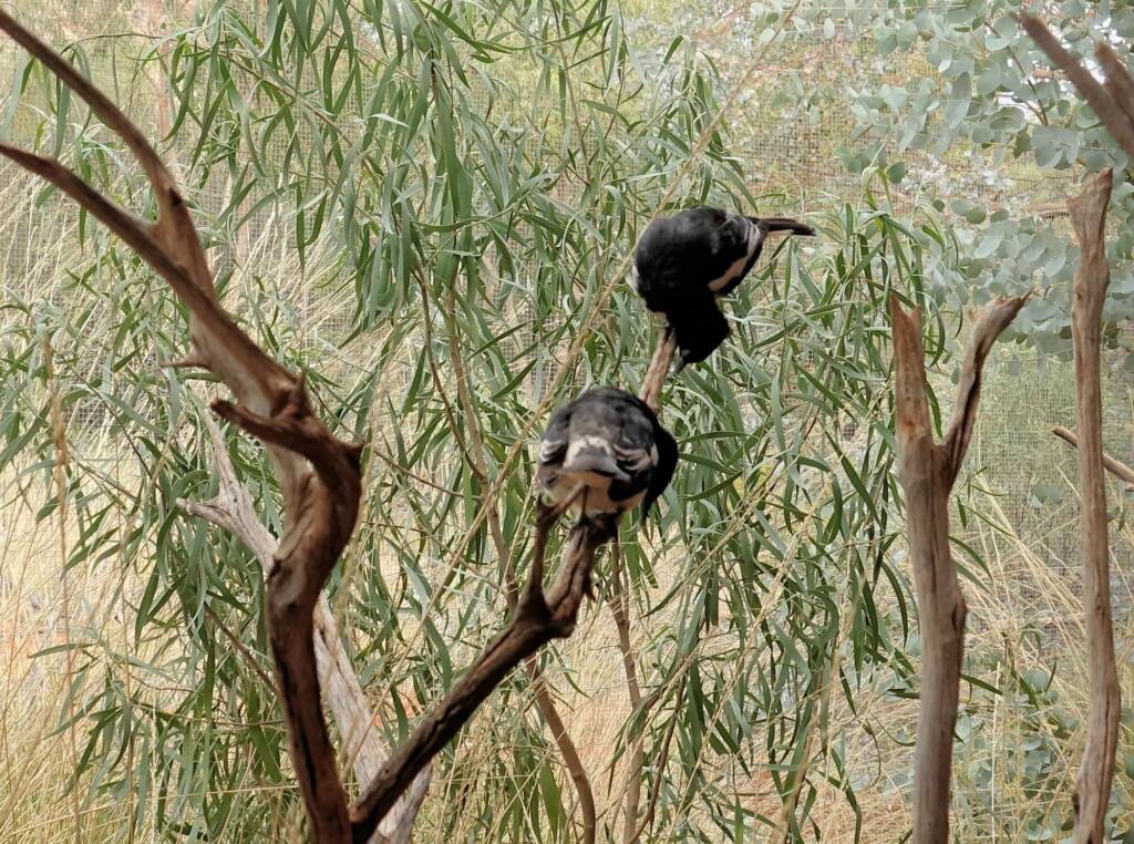 Pied Honeyeater (Certhionyx variegatus), Alice Springs Desert Park, NT