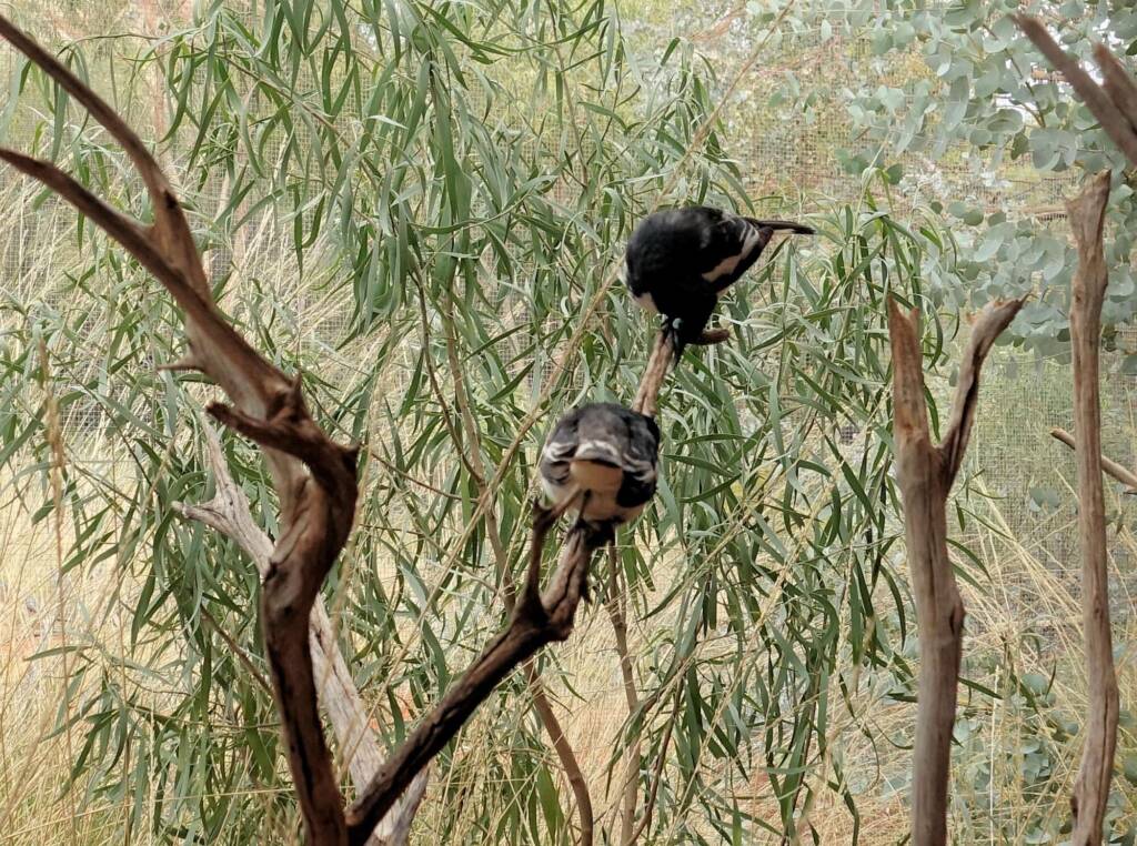 Pied Honeyeater (Certhionyx variegatus), Alice Springs Desert Park, NT