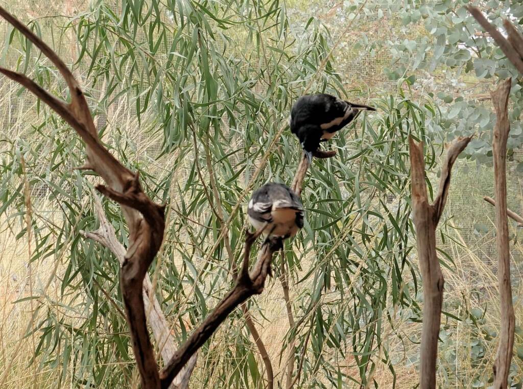 Pied Honeyeater (Certhionyx variegatus), Alice Springs Desert Park, NT