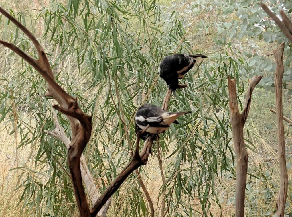 Pied Honeyeater (Certhionyx variegatus), Alice Springs Desert Park, NT