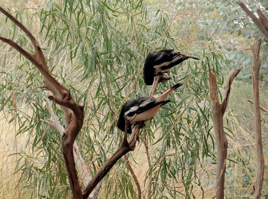 Pied Honeyeater (Certhionyx variegatus), Alice Springs Desert Park, NT