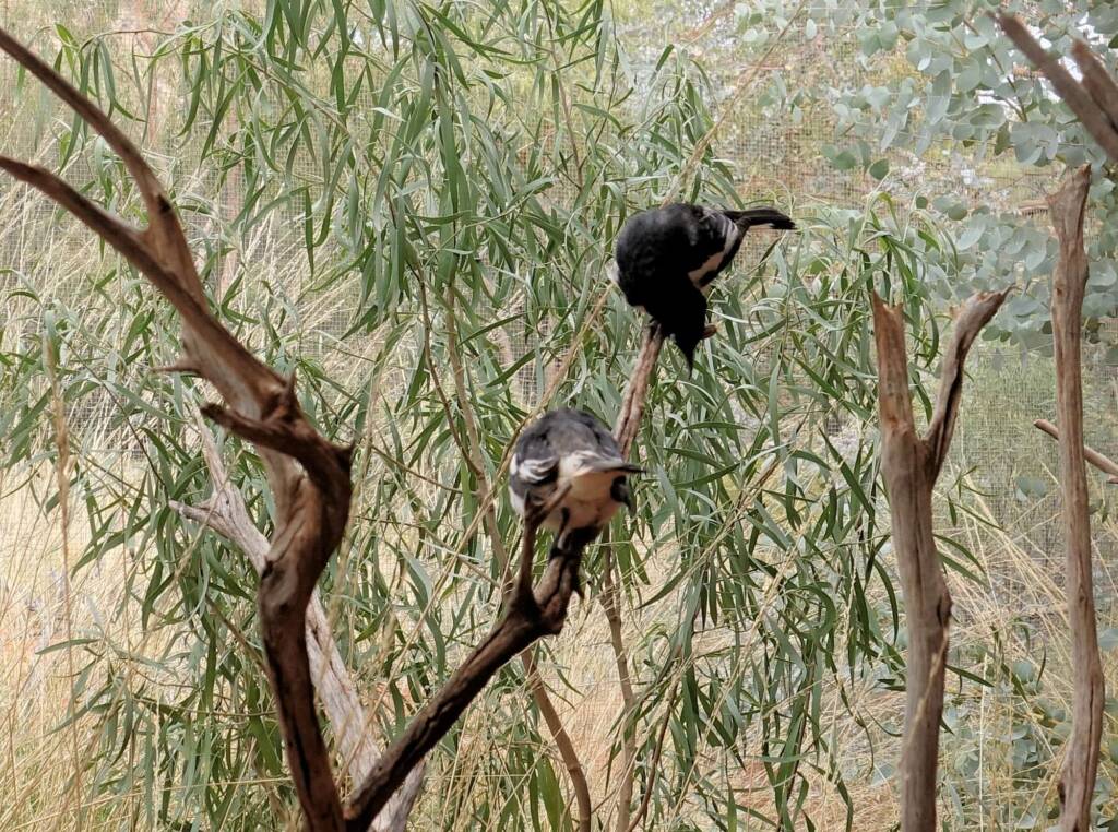 Pied Honeyeater (Certhionyx variegatus), Alice Springs Desert Park, NT