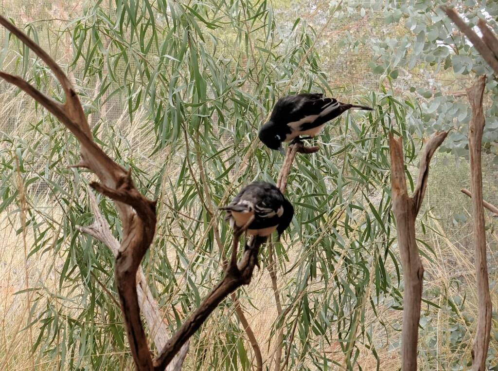 Pied Honeyeater (Certhionyx variegatus), Alice Springs Desert Park, NT