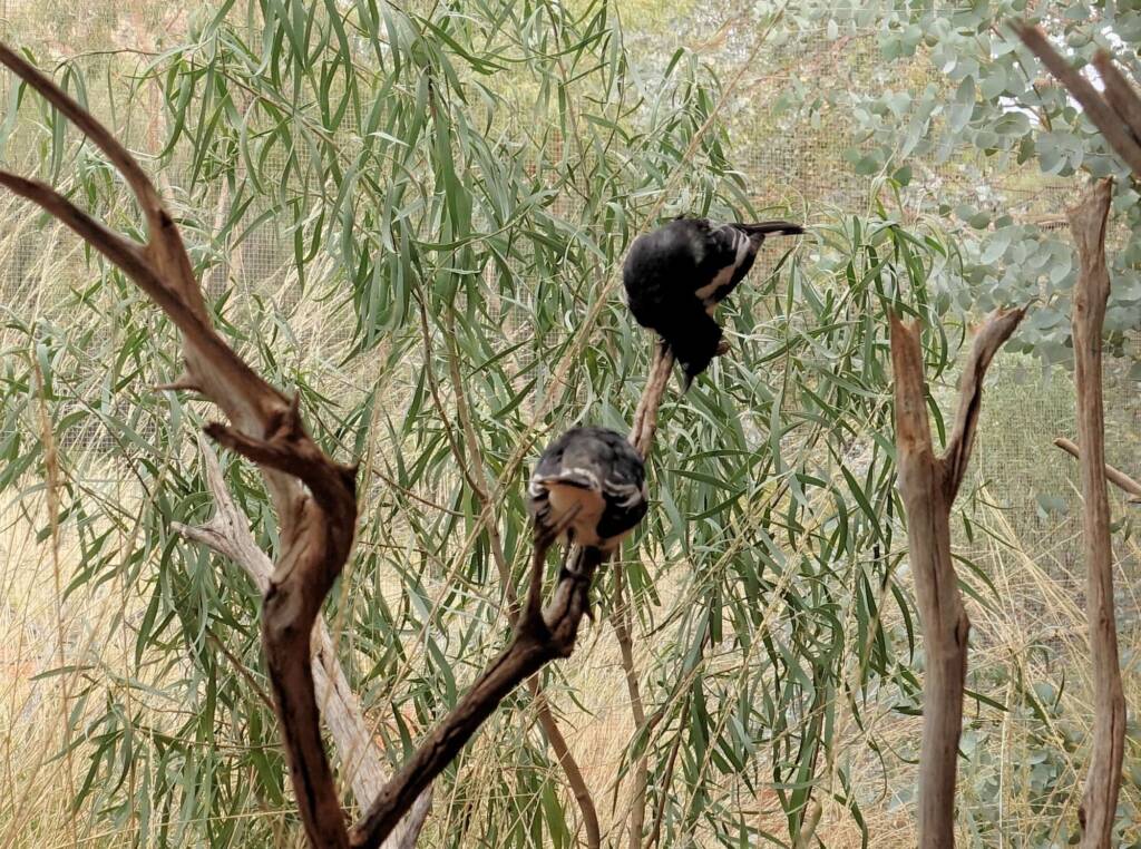 Pied Honeyeater (Certhionyx variegatus), Alice Springs Desert Park, NT