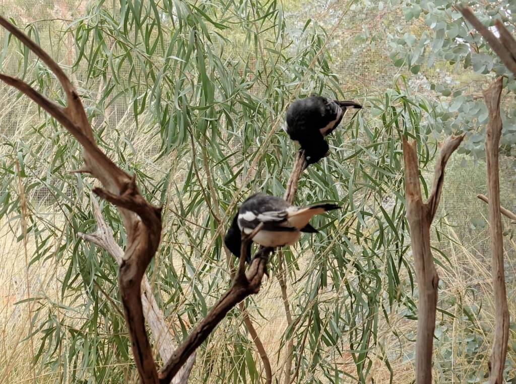 Pied Honeyeater (Certhionyx variegatus), Alice Springs Desert Park, NT