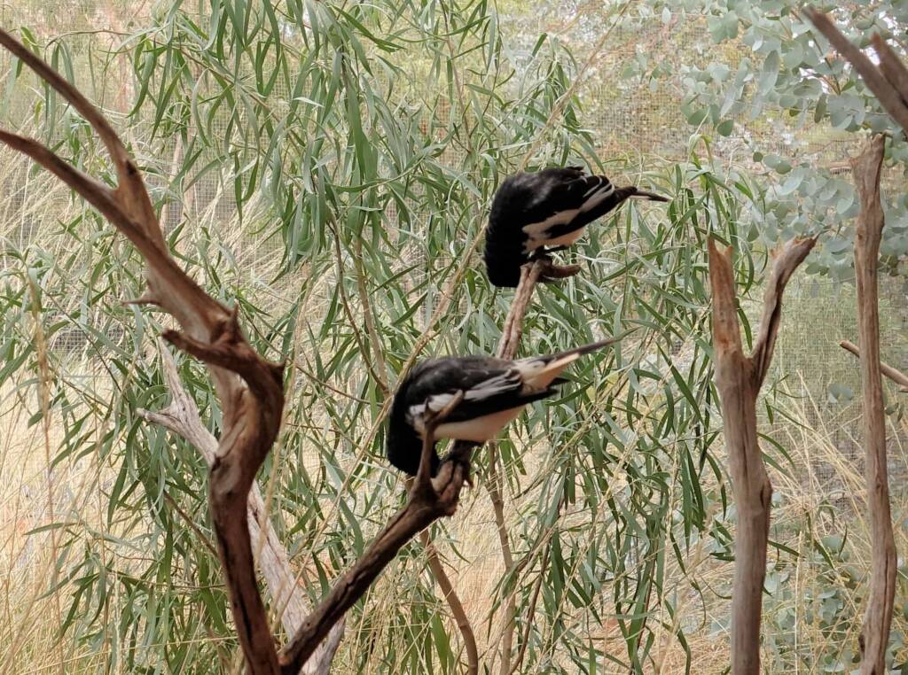 Pied Honeyeater (Certhionyx variegatus), Alice Springs Desert Park, NT