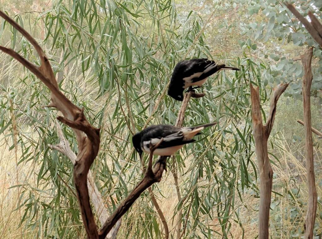 Pied Honeyeater (Certhionyx variegatus), Alice Springs Desert Park, NT