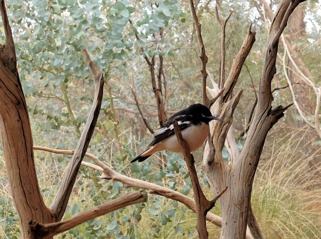 Pied Honeyeater (Certhionyx variegatus), Alice Springs Desert Park, NT