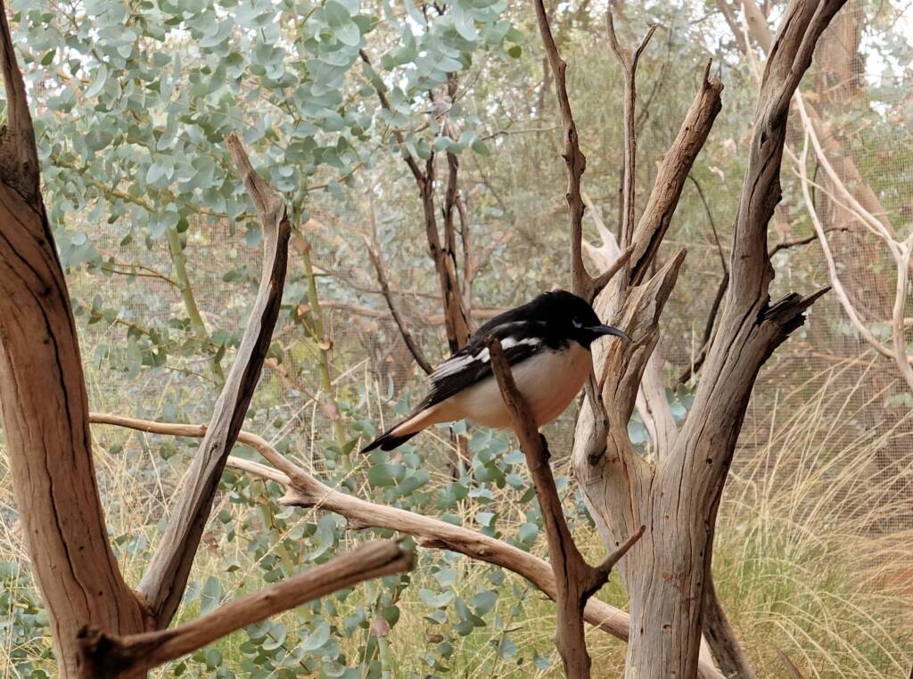 Pied Honeyeater (Certhionyx variegatus), Alice Springs Desert Park, NT