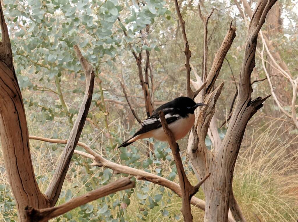 Pied Honeyeater (Certhionyx variegatus), Alice Springs Desert Park, NT
