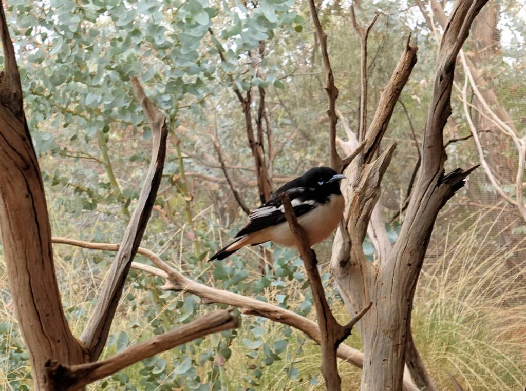 Pied Honeyeater (Certhionyx variegatus), Alice Springs Desert Park, NT