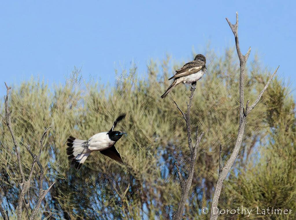 Pied Honeyeater (Certhionyx variegatus), Kunoth Bore NT © Dorothy Latimer
