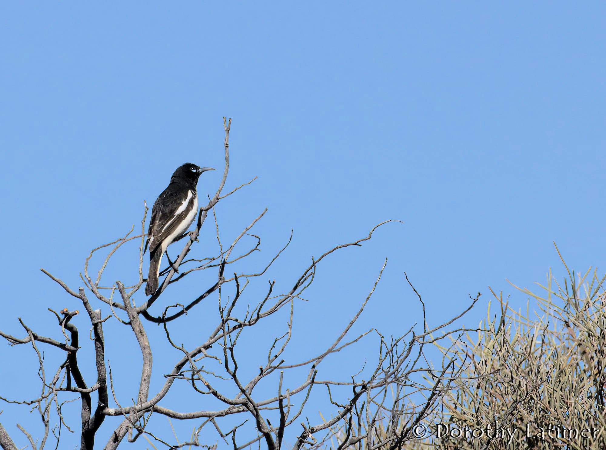 Pied Honeyeater (Certhionyx variegatus), Kunoth Bore NT © Dorothy Latimer