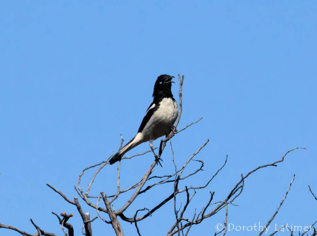 Pied Honeyeater (Certhionyx variegatus), Kunoth Bore NT © Dorothy Latimer