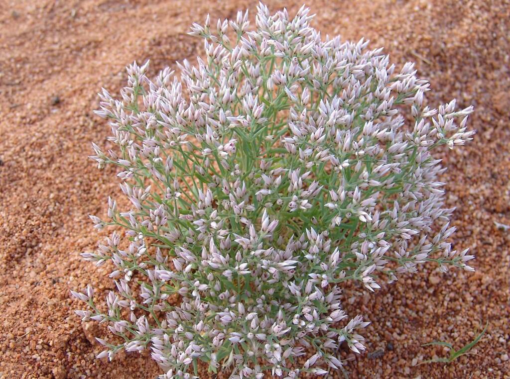 Polycarpaea brevifolia, Ilparpa Claypans, Alice Springs NT