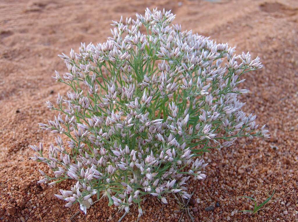 Polycarpaea brevifolia, Ilparpa Claypans, Alice Springs NT