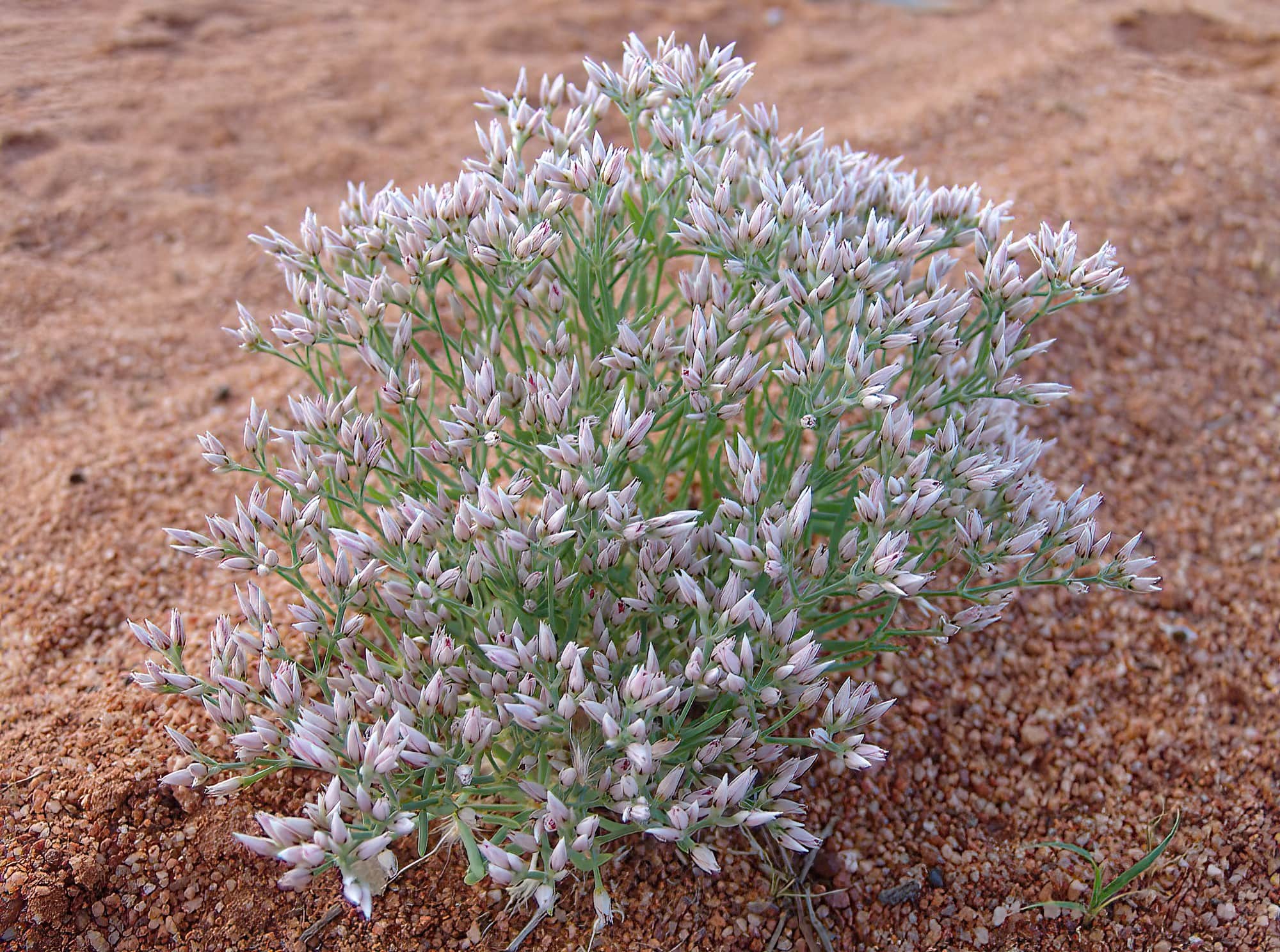 Polycarpaea brevifolia, Ilparpa Claypans, Alice Springs NT