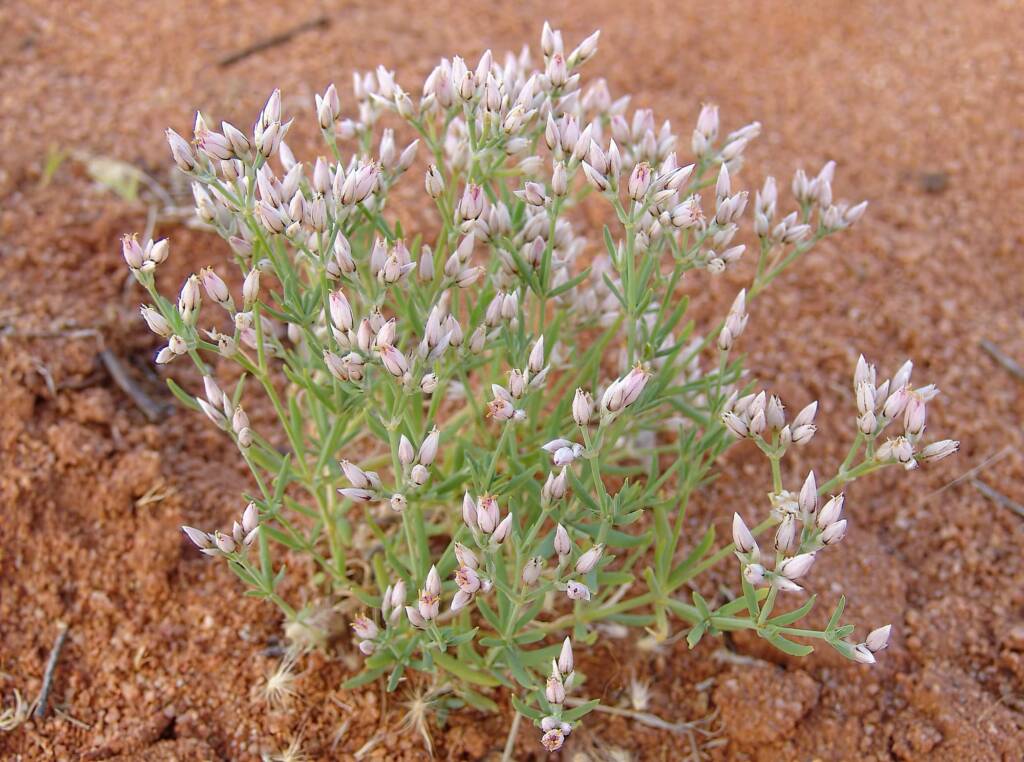 Polycarpaea brevifolia, Ilparpa Claypans, Alice Springs NT